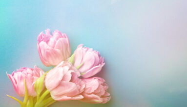 Pink tulips on turquoise background with copy space. Top view, toned.